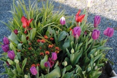 IMG_20200331_1009311
